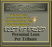 Pet Reflections